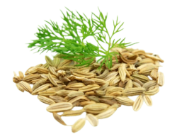 FennelFennel seeds are one of the most preferred post-food refreshments. These are rich in micro and macronutrients. They comprise vitamin C, K, and E and minerals such as Calcium, Magnesium, Zinc, Potassium, Selenium, and Iron.
